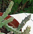 Orbea variegata (syn. S. variegata) (tiges)