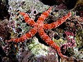 Large red starfish