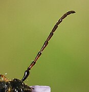 Close-up of antenna