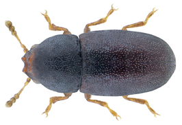 Strigocis bicornis