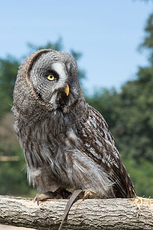 位於法國聖艾尼昂的波瓦動物園（英语：ZooParc de Beauval）裡的烏林鴞（Strix nebulosa）。