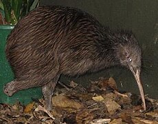 Nordstreifenkiwi (Apteryx mantelli), mit fehlendem rechten Tarsometatarsus