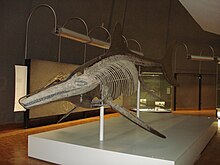 Temnodontosaurus trigonodon 5.JPG