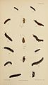 Figs 1 larva after 2nd moult, 1a larva after 3nd moult; 1b, 1c, 1d, 1e larva after 4th moult; 1f pupa side view; 1g pupa front view