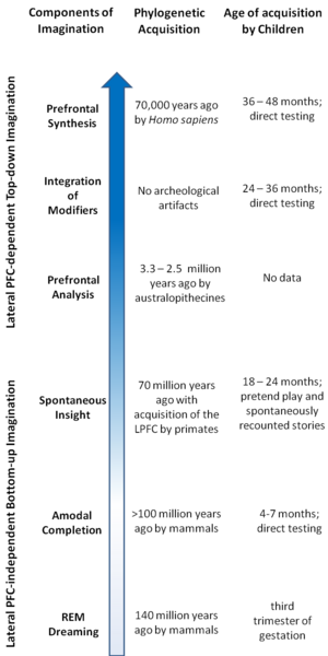 Phylogenesis and ontogenesis of various components of imagination TheoryLargeFigures.png