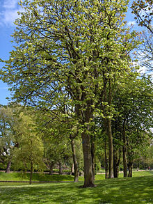 Tilia platyphyllos