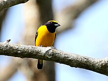 Small bird with a black throat and a yellow belly and crown, perched on a branch