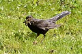 Amselmännchen (Turdus merula) beim Futtersammeln