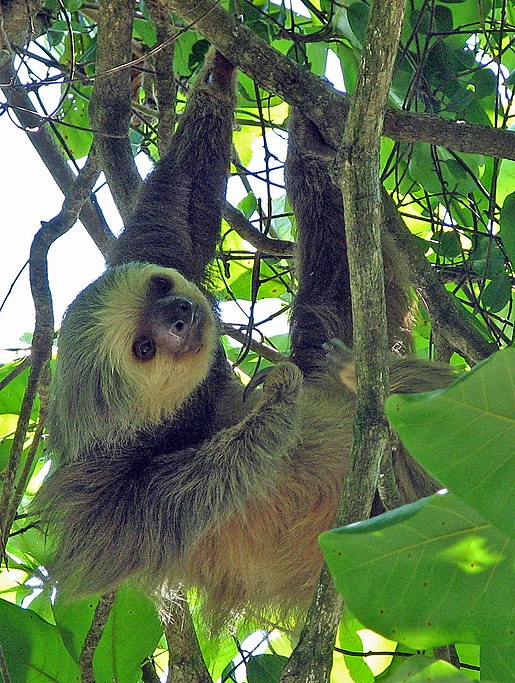 Bestand:Two-toed sloth Costa Rica - cropped.jpg