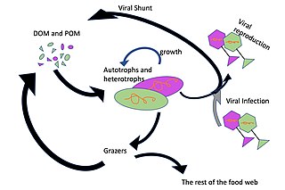 The viral shunt pathway facilitates the flow of dissolved organic matter (DOM) and particulate organic matter (POM) through the marine food web Viral shunt.jpg