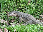 Agusan Marsh Wildlife Sanctuary