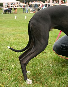 Задние лапы и бедра короткошерстной черной собаки