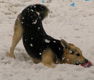 The Wolf Dog playing with a ball in the snow
