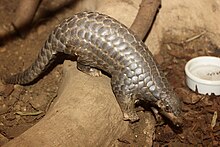 Chinese pangolin