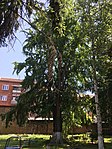 Реликтовое дерево гинкго