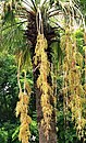 Washingtonia filifera, inflorescence and the fruiting season