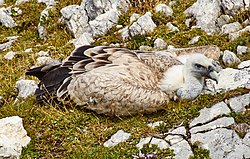 72. Platz: Watzmann mit Gänsegeier (Gyps fulvus) am Berchtesgadener Hochthron, dem 1972 m hohen Gipfel des Untersberges. Der Gipfel liegt im Nationalpark Berchtesgaden (Gemeinde Bischofswiesen, gemeindefreies Gebiet Schellenberger Forst).