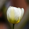 Weibchen auf der Lauer in einer farblich passenden Tulpe