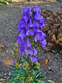 乌头Aconitum carmichaelii