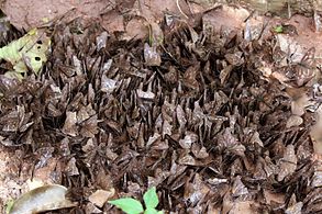 puddling, Bobiri Forest, Ghana