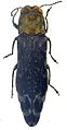 Agrilus trepanatus holotipo