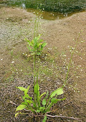 Alisma plantago-aquatica