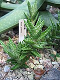 Miniatura para Aloe juvenna