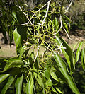 Miniatura para Alstonia constricta