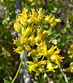 Amphipappus fremontii var. fremontii