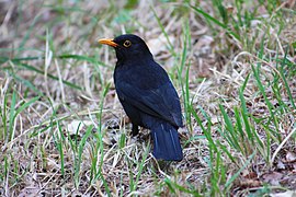 Turdus merula aterrimus - Ungheria, Grecia, Turchia, Iran, Iraq ed Egitto