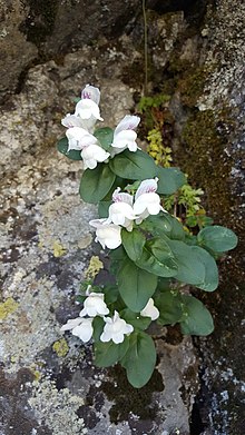 Antirrhinum grosii