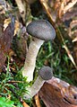 18 - Armillaria