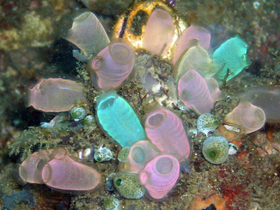 Tunicates, like these fluorescent-colored sea squirts, may provide clues to vertebrate and therefore human ancestry.[302]