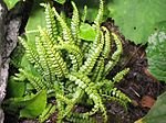 Miniatura para Asplenium viride