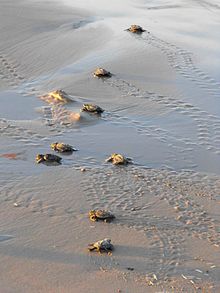 Hatchling sea turtles must make their way back into the ocean. Baby sea turtles make their way toward the water.jpg