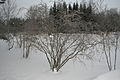 Betula fruticosa Oulu 03. jpg