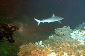 Carcharhinus altimus