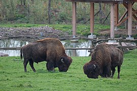 Amerikanischer Bison (Bos bison)