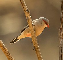 Black-rumped Waxbill - Gambia (31806634704).jpg