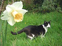 Photo d'un chat noir et blanc dans l'herbe