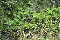 Blechnum cordatum