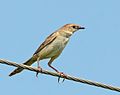 Bristled grassbird (at Dadri)
