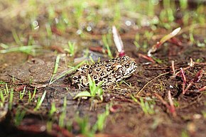 Bufo Canorus