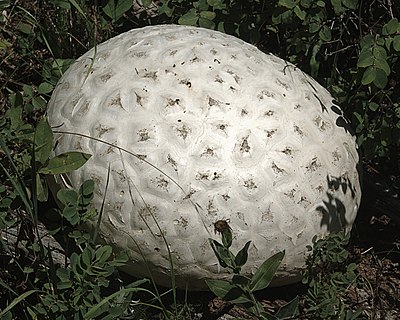 Calvatia booniana