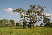 Landscape of Casamance Casamance landscape.jpg