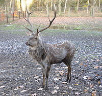 Peking Sika or Dybowski's Deer