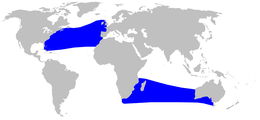 Área de distribución de Mesoplodon mirus