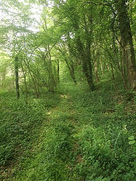 Image illustrative de l’article Forêt de Gougenheim