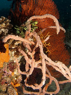 Description de l'image Clathria reinwardti (Sponge).jpg.