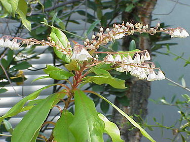 Clethra arborea2.jpg